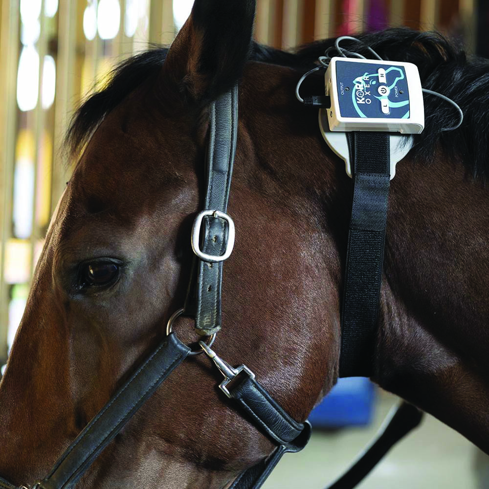 Magnetotherapy - I-Tech Kora Oxer Magnetotherapy Device For Horses Low Frequency